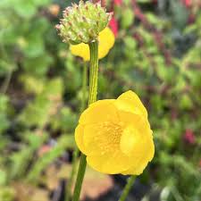 Attēlu rezultāti vaicājumam “Trollius europaeus leaf”