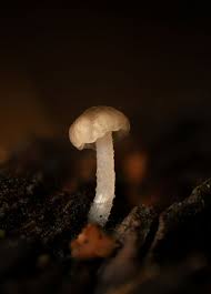 Attēlu rezultāti vaicājumam “Cudoniella acicularis”