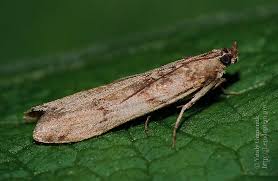 Attēlu rezultāti vaicājumam “Phycitodes binaevella”