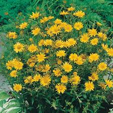 Image result for Buphthalmum salicifolium