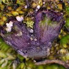 Attēlu rezultāti vaicājumam “Trilophozia quinquedentata”