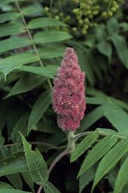 Attēlu rezultāti vaicājumam “Rhus typhina flower”