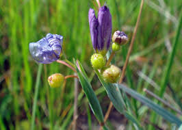 Attēlu rezultāti vaicājumam “Cinclidium stygium macro”