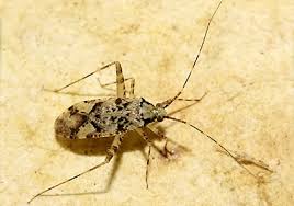 Attēlu rezultāti vaicājumam “Phytocoris sp.”