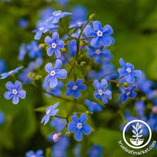Attēlu rezultāti vaicājumam “Myosotis sylvatica leaf”