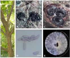 Attēlu rezultāti vaicājumam “Anthostoma decipiens”