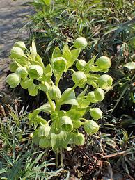 Image result for Helleborus foetidus