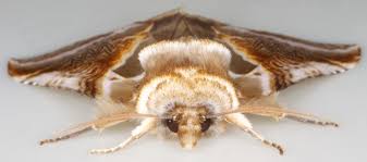 Attēlu rezultāti vaicājumam “Habrosyne pyritoides”