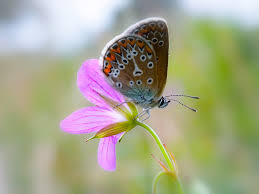 Attēlu rezultāti vaicājumam “Eumedonia eumedon underside”