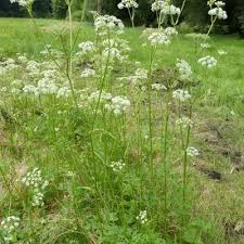 Attēlu rezultāti vaicājumam “Angelica palustris flower”