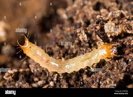 Attēlu rezultāti vaicājumam “Schizotus pectinicornis”