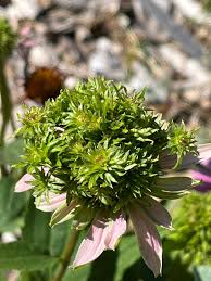 Attēlu rezultāti vaicājumam “Echinacea purpurea bud”