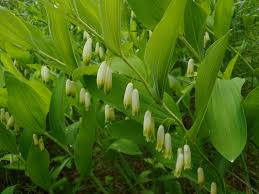 Attēlu rezultāti vaicājumam “Polygonatum multiflorum  flower”
