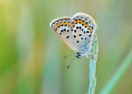 Attēlu rezultāti vaicājumam “Plebejus argus / Plebejus idas”
