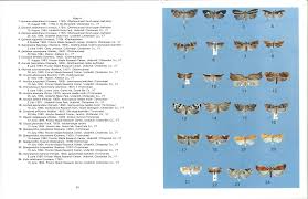 Attēlu rezultāti vaicājumam “Epinotia trigonella”