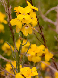 Attēlu rezultāti vaicājumam “Erysimum hieracifolium flower”
