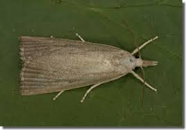 Attēlu rezultāti vaicājumam “Calamotropha paludella”