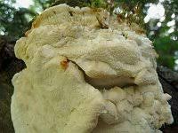 Attēlu rezultāti vaicājumam “Skeletocutis odora”