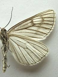 Attēlu rezultāti vaicājumam “Siona lineata”