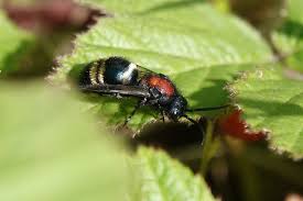 Attēlu rezultāti vaicājumam “Mutilla europaea”