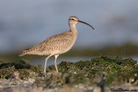 Image result for Numenius hudsonicus