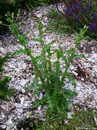 Attēlu rezultāti vaicājumam “Sonchus asper flower”