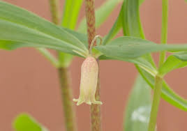 Attēlu rezultāti vaicājumam “Polygonatum verticillatum bud”