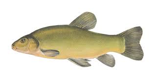 Image result for Tinca tinca