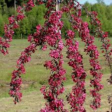 Attēlu rezultāti vaicājumam “Malus purpurea flower”
