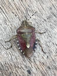 Attēlu rezultāti vaicājumam “Dolycoris baccarum”