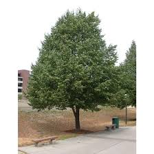 Attēlu rezultāti vaicājumam “Tilia cordata”