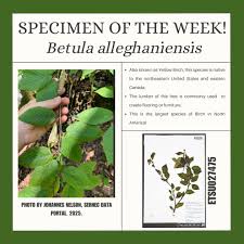 Attēlu rezultāti vaicājumam “Betula alleghaniensis”