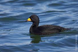 Attēlu rezultāti vaicājumam “Melanitta nigra”