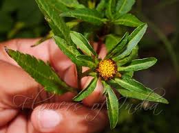 Attēlu rezultāti vaicājumam “Bidens tripartita flower”