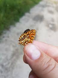 Attēlu rezultāti vaicājumam “Melitaea diamina upperside”