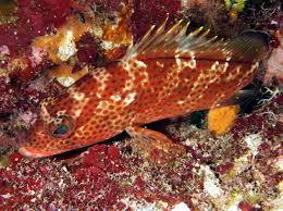 Image result for Epinephelus guttatus