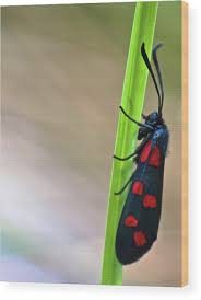 Attēlu rezultāti vaicājumam “Zygaena filipendulae”