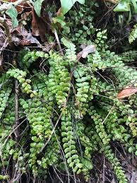 Attēlu rezultāti vaicājumam “Asplenium trichomanes”