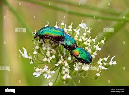 Attēlu rezultāti vaicājumam “Potosia cuprea”