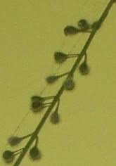 Attēlu rezultāti vaicājumam “Circaea lutetiana fruit”