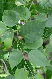 Attēlu rezultāti vaicājumam “Betula papyrifera leaf”