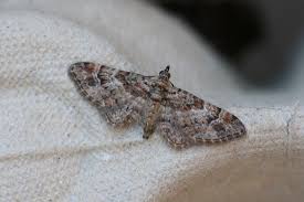 Attēlu rezultāti vaicājumam “Gymnoscelis rufifasciata”