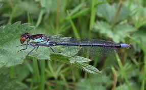 Attēlu rezultāti vaicājumam “Erythromma najas”