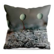 Attēlu rezultāti vaicājumam “Physarum penetrale”