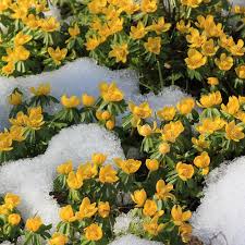 Attēlu rezultāti vaicājumam “Eranthis hyemalis”