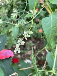 Attēlu rezultāti vaicājumam “Fallopia convolvulus leaf”