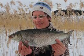 Image result for Coregonus lavaretus