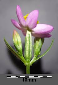 Attēlu rezultāti vaicājumam “Centaurium erythraea bud”