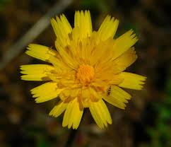 Attēlu rezultāti vaicājumam “Hypochaeris radicata bud”