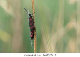 Attēlu rezultāti vaicājumam “Zygaena filipendulae”
